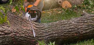 How Our Tree Care Process Works  in  Hillsdale, NJ